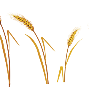 Wheat PNG