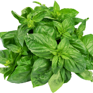 Basil PNG