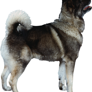 Dog PNG