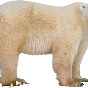 Polar white bear PNG
