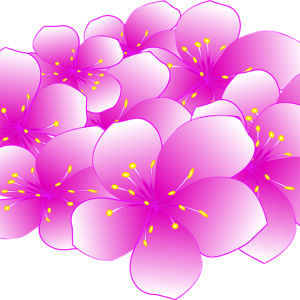 Sakura PNG