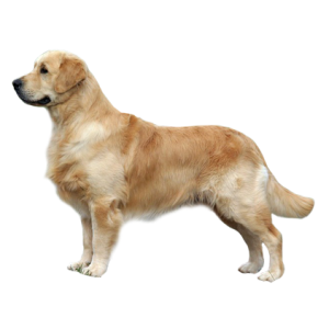 Labrador Retriever PNG