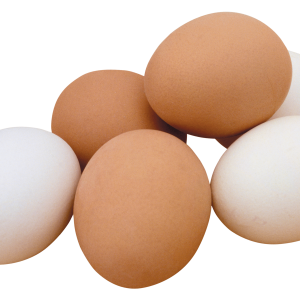 egg PNG