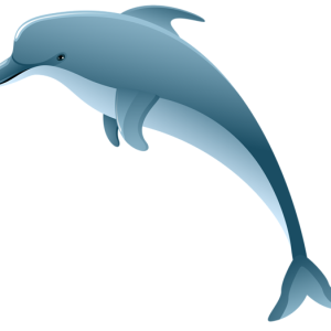 Dolphin PNG