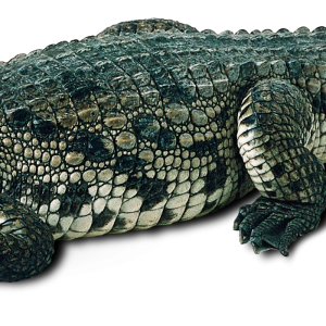 Crocodile PNG