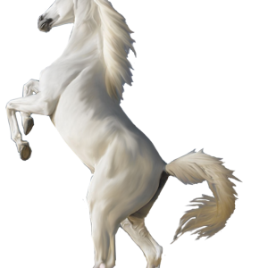 White horse png image