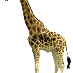 Giraffe PNG