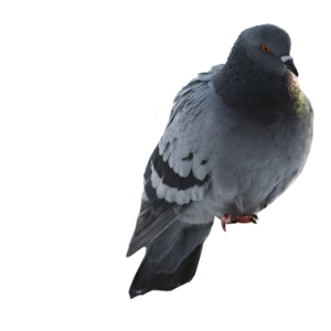 Pigeon PNG