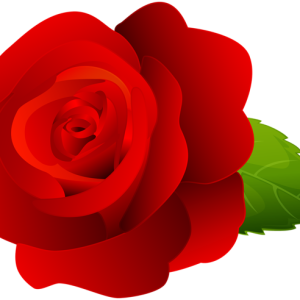 Rose PNG