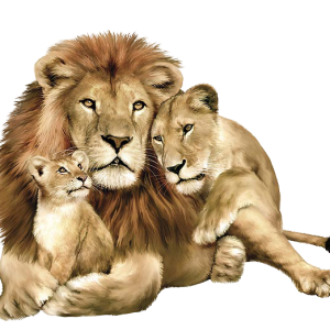 Lion PNG image, free image download, picture, lions
