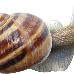 Snail PNG