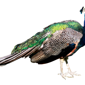 Peacock PNG