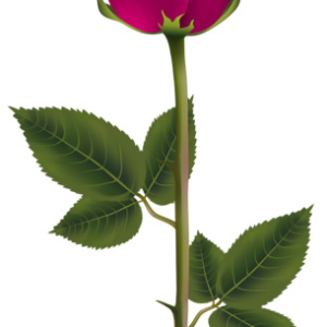 Rose PNG