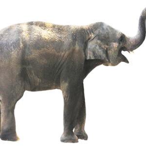 Elephant PNG
