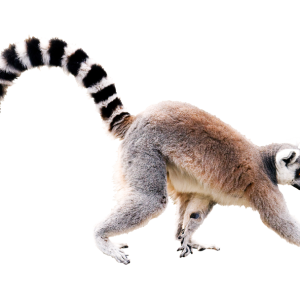 Lemur PNG
