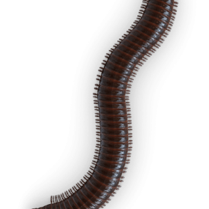 Centipede PNG picture