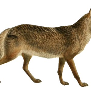 Jackal, coyote PNG