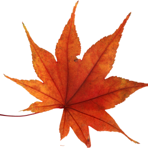 autumn PNG leaf
