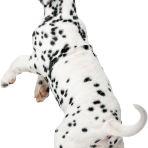 Dalmatian puppy jumping PNG