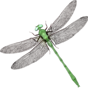 Dragonfly PNG
