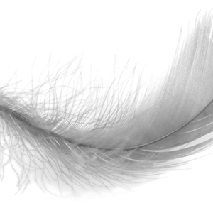 Feather PNG
