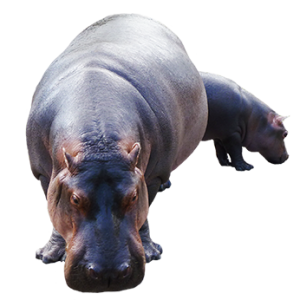 Hippo PNG