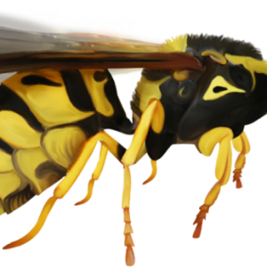 Wasp PNG