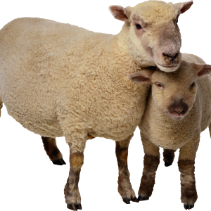sheep PNG image