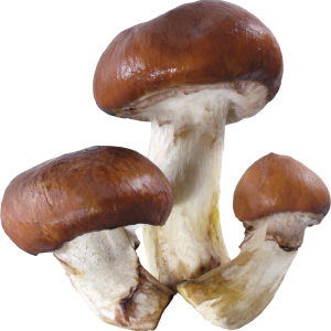 Mushroom PNG image