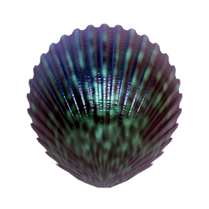 Seashell PNG