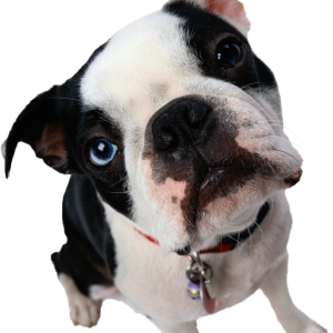 Dog PNG