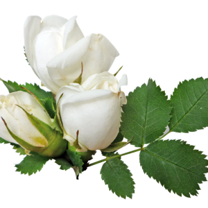 White rose PNG image, flower white rose PNG picture