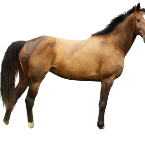 Horse png image