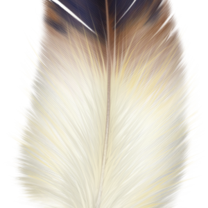 Feather PNG