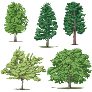 tree png image