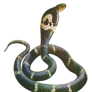 Cobra PNG