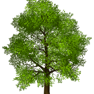 tree PNG
