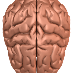 Brain PNG