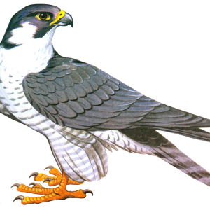 Falcon PNG