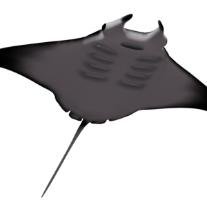 Stingray PNG