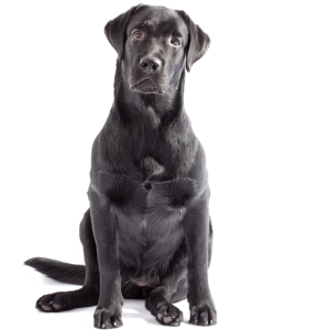 Labrador Retriever PNG