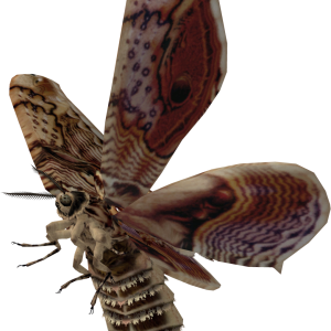 Moth PNG