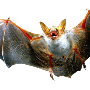 Bat PNG