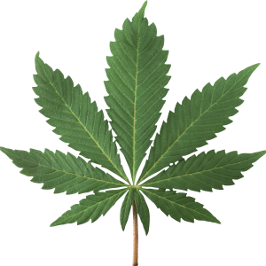 Cannabis PNG