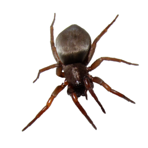 bug PNG image