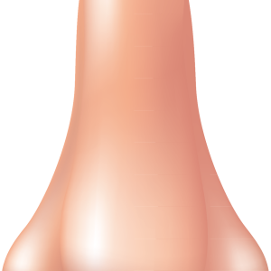 Human nose PNG