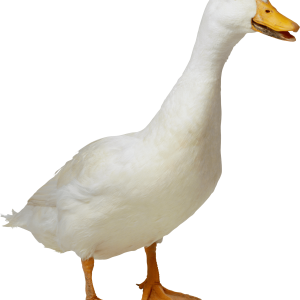 Goose PNG
