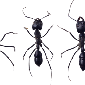 ant PNG