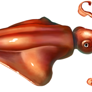 Squid PNG