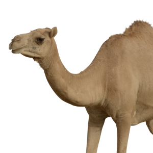 Camel PNG